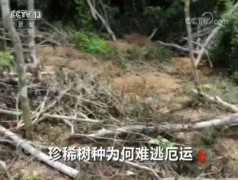 澳门金沙网站 _澳门金沙网址_澳门金沙网投_黄花梨遭滥伐林业站叫嚣干嘛要查