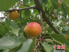 澳门金沙网站 _澳门金沙网址_澳门金沙网投_我们通过微信平聚乐乡台进行销售