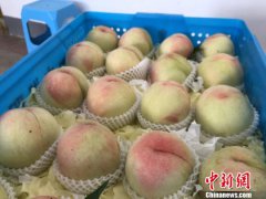 澳门金沙网站 _澳门金沙网址_澳门金沙网投_出口水蜜桃的“触角”也伸向了更