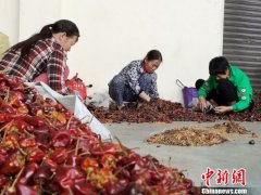 澳门金沙网站 _澳门金沙网址_澳门金沙网投_ 遵义的辣椒得益于产业发展的“先