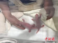 澳门金沙网站 _澳门金沙网址_澳门金沙网投_工作人员7月9日早晨10时30分发现羊
